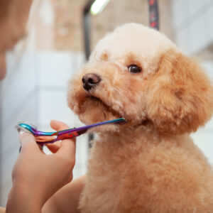 Peluquería Canina - On Line